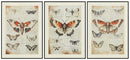 Jossletts Wall Art (Set of 3)